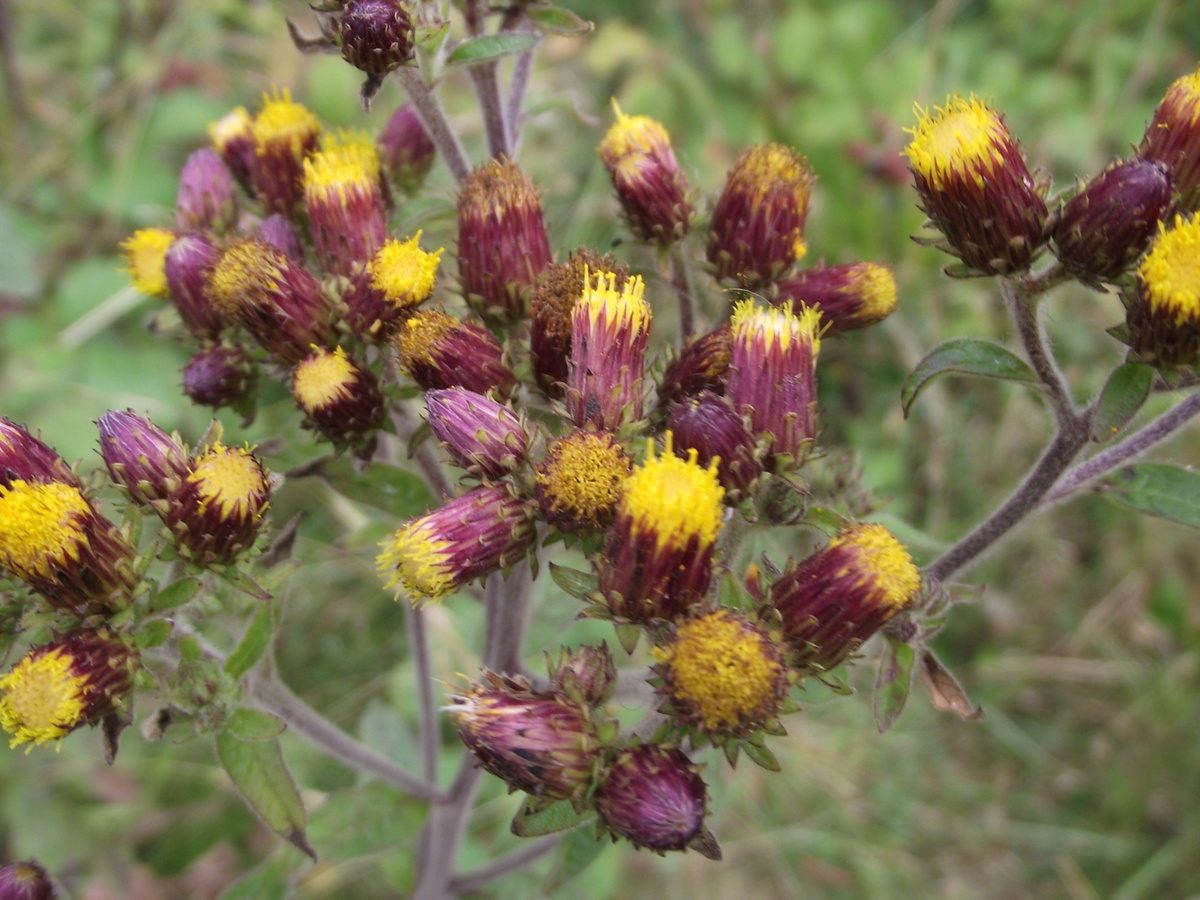 Ploughman's Spikenard